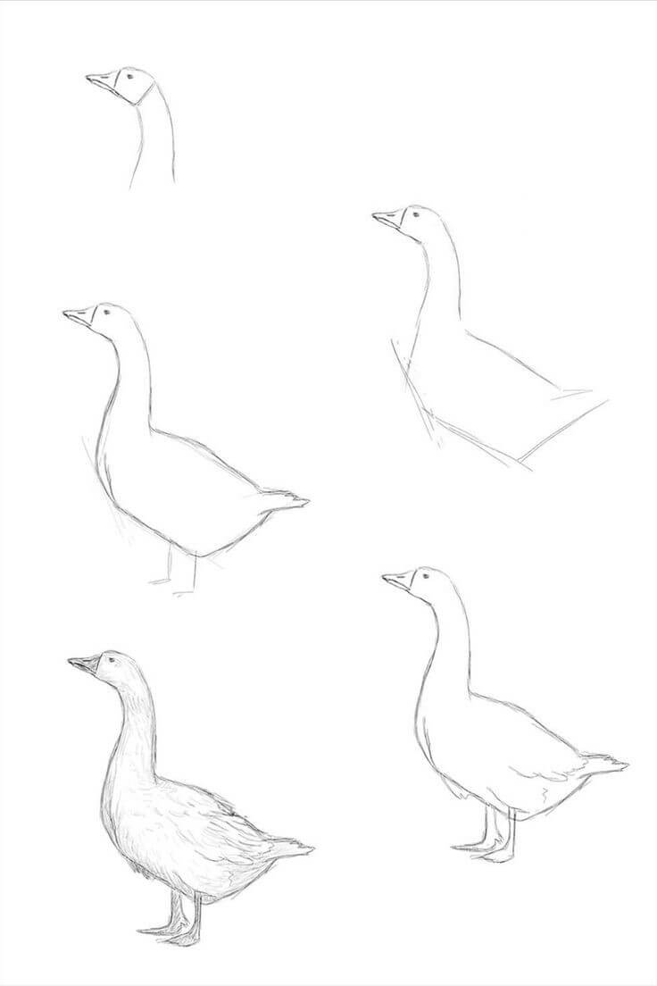 Goose idea (5) Drawing Ideas