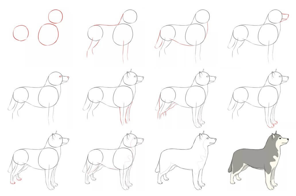 How to draw Husky idea (15)