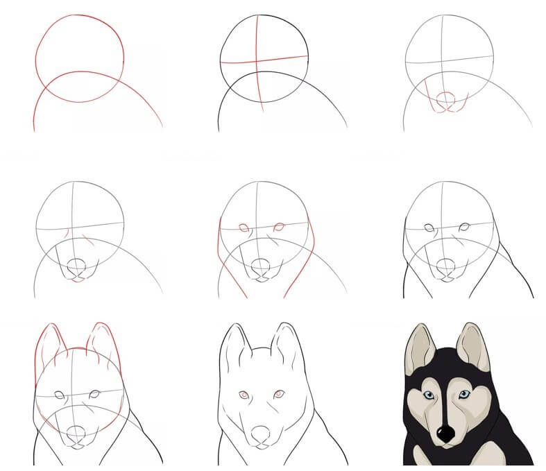 How to draw Husky idea (16)