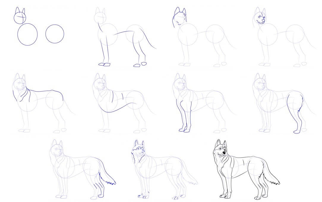 How to draw Husky idea (17)