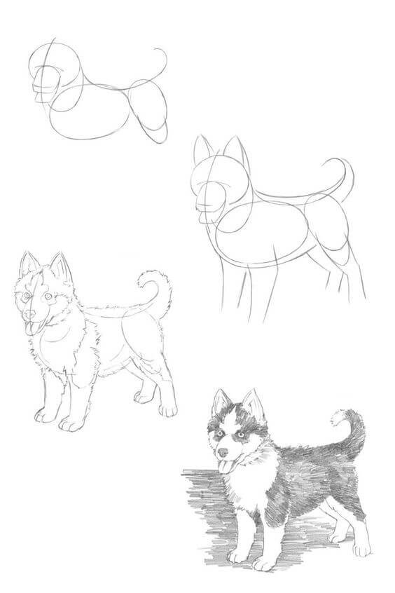 Husky idea (2) Drawing Ideas