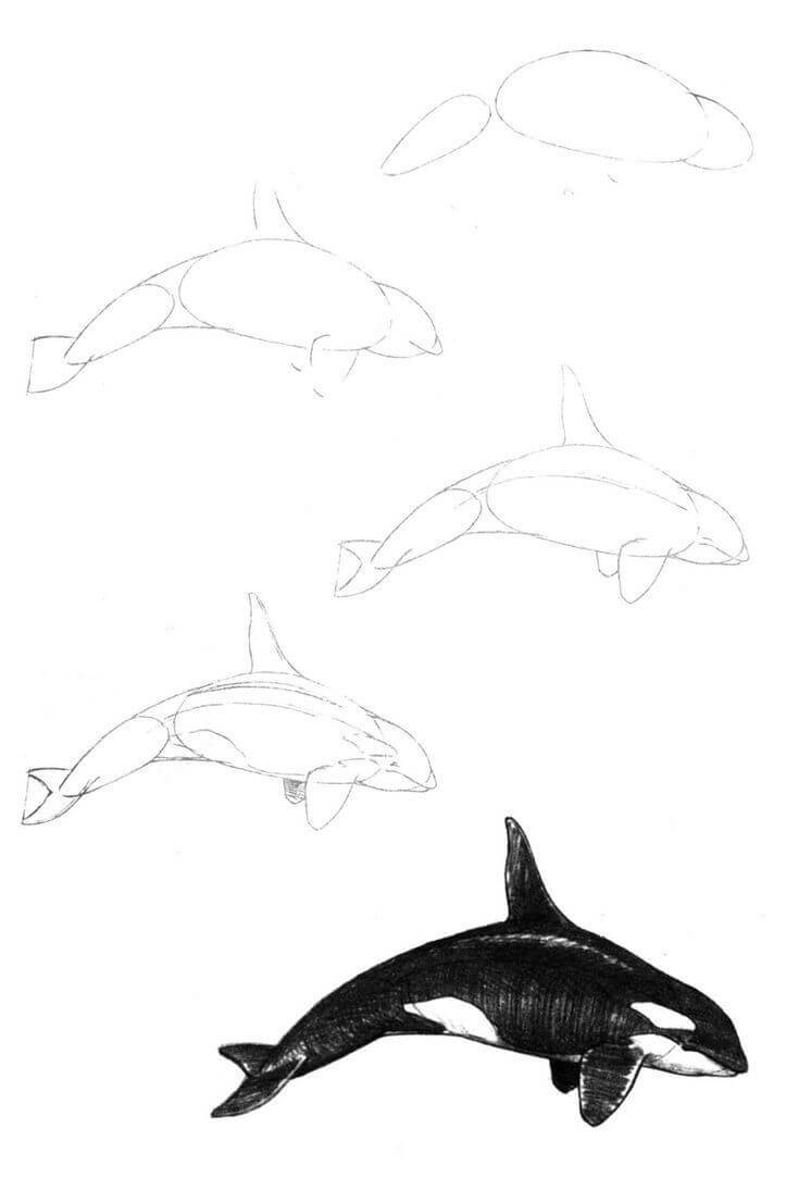 Killer whale idea (1) Drawing Ideas