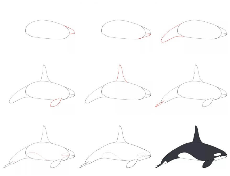 How to draw Killer whale idea (12)