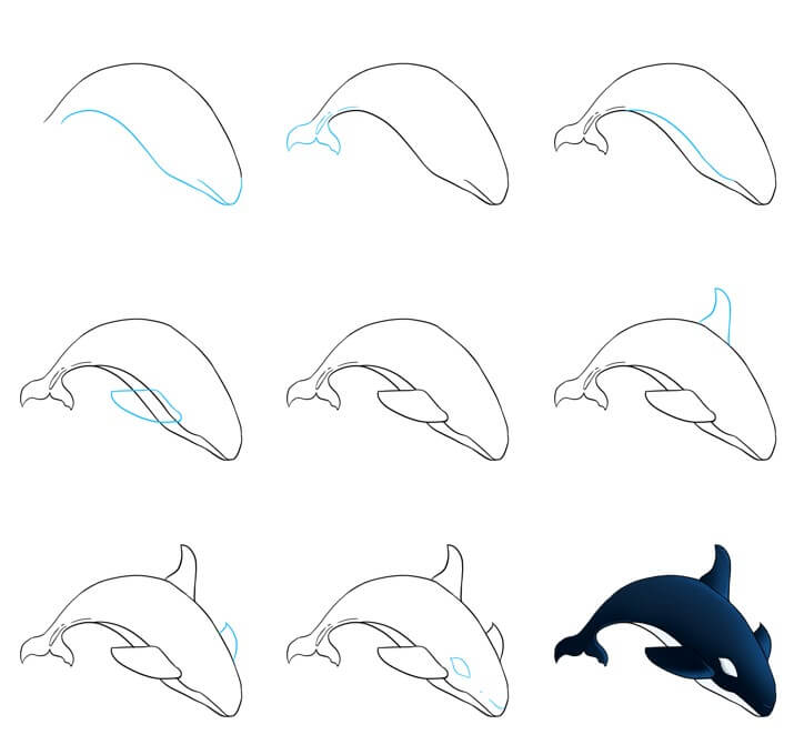 How to draw Killer whale idea (13)