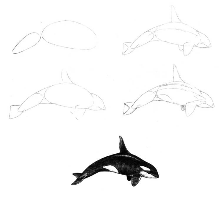 How to draw Killer whale idea (14)