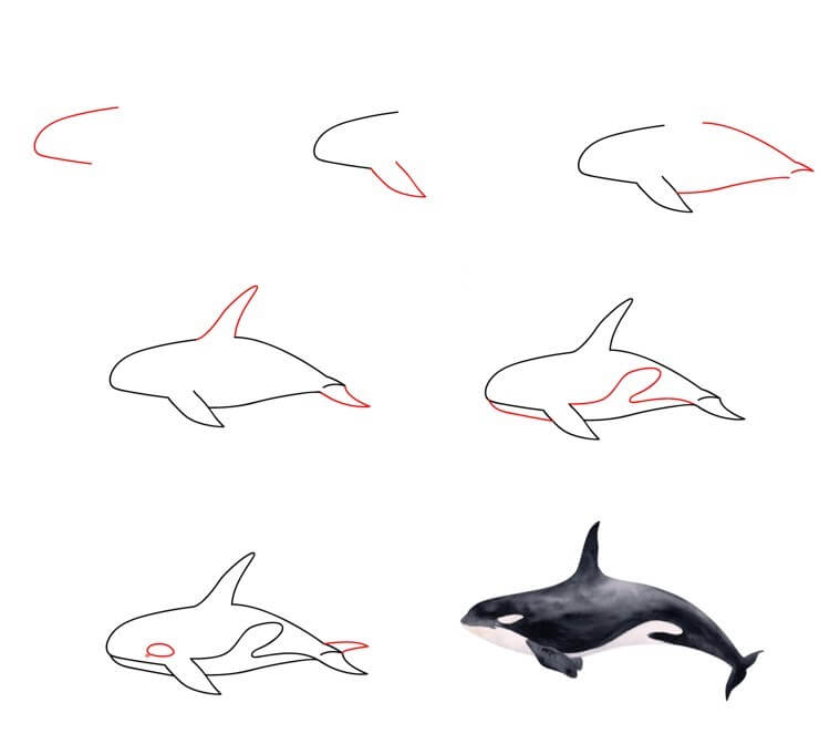 How to draw Killer whale idea (15)