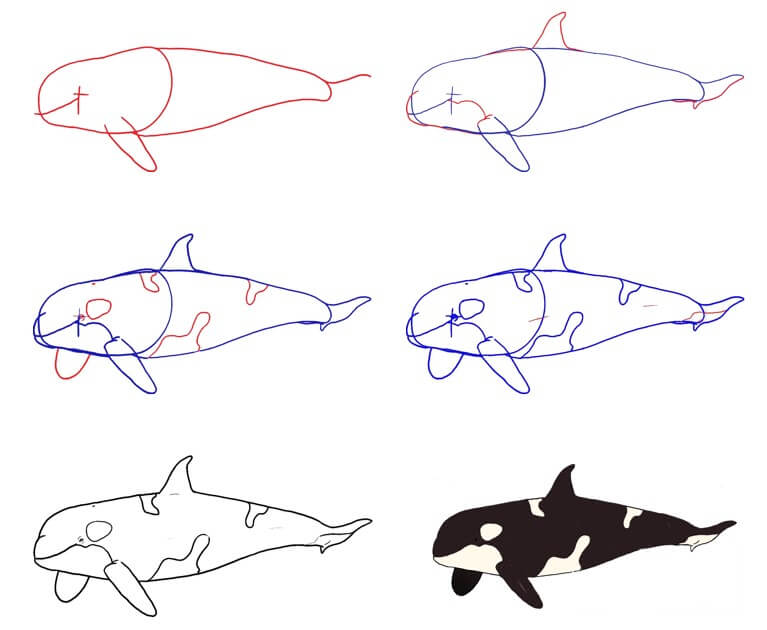 How to draw Killer whale idea (16)