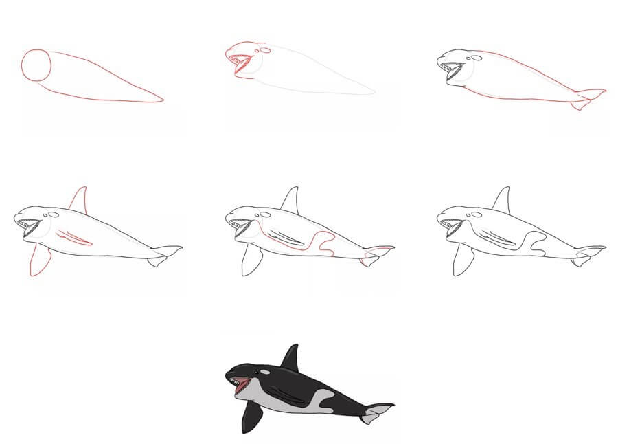 How to draw Killer whale idea (18)