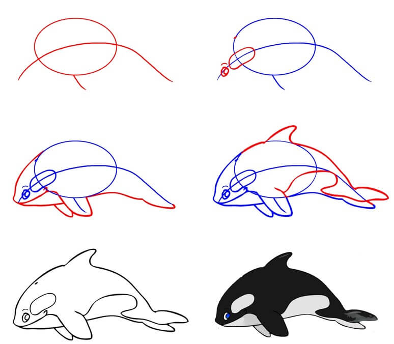 Killer whale idea (20) Drawing Ideas