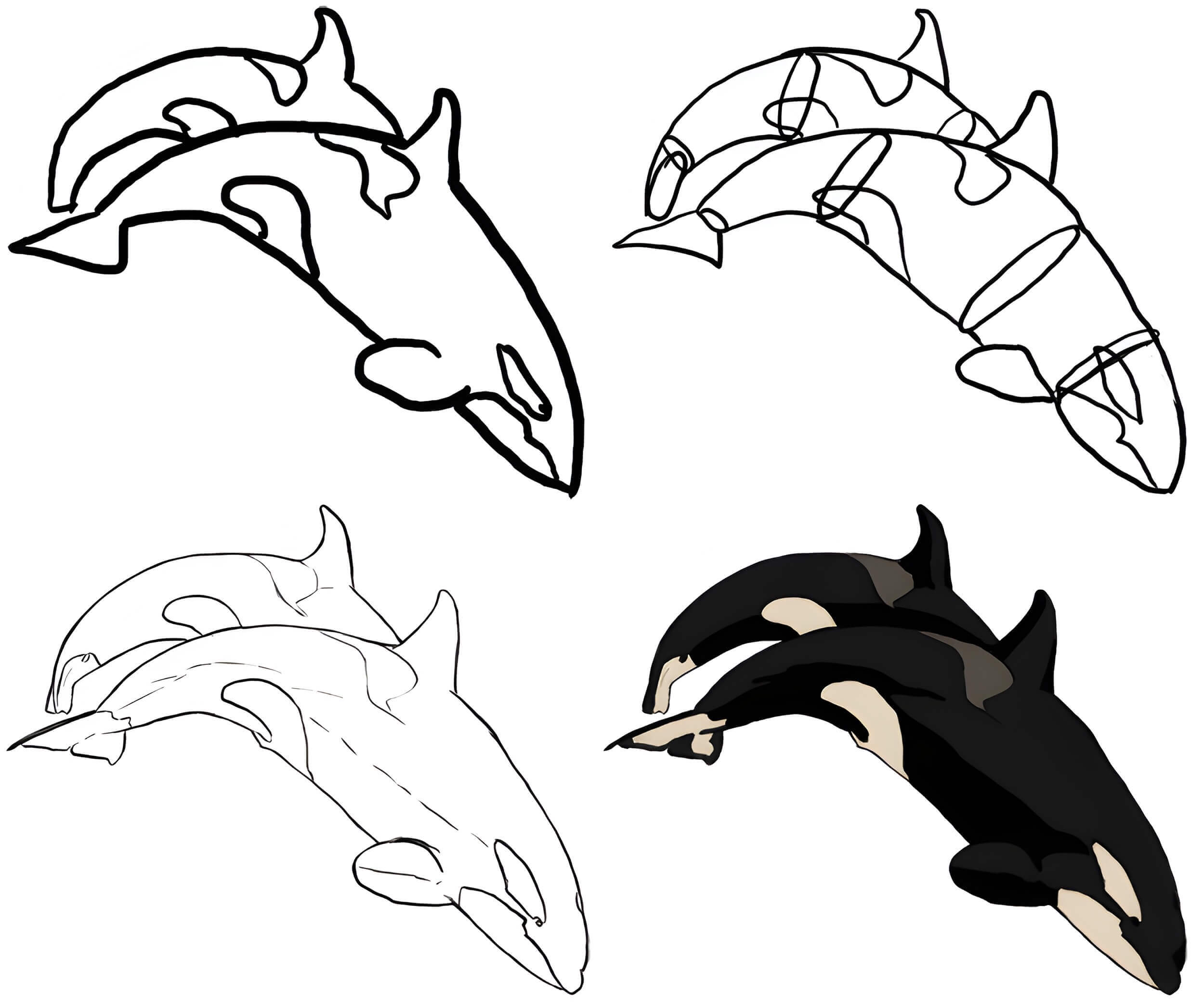 Killer whale idea (21) Drawing Ideas