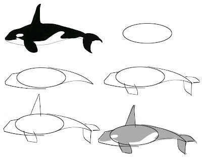 Killer whale idea (22) Drawing Ideas