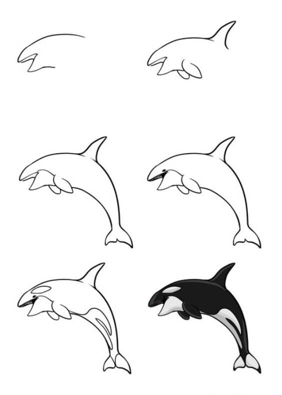 How to draw Killer whale idea (23)