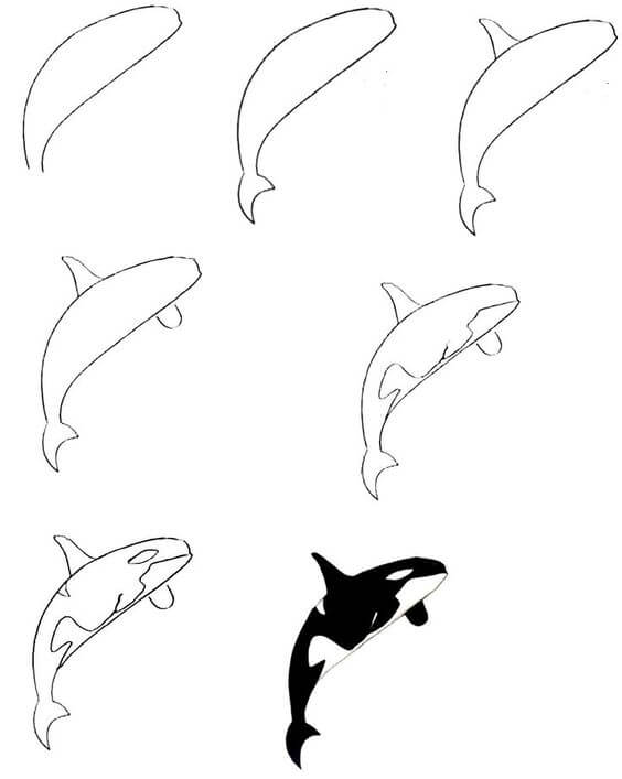 Killer whale idea (4) Drawing Ideas