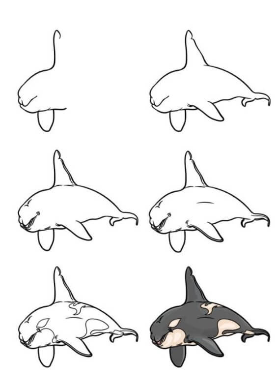 How to draw Killer whale idea (5)