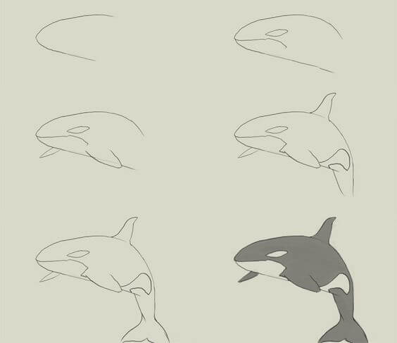 How to draw Killer whale idea (7)