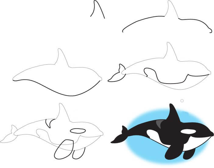 How to draw Killer whale idea (8)