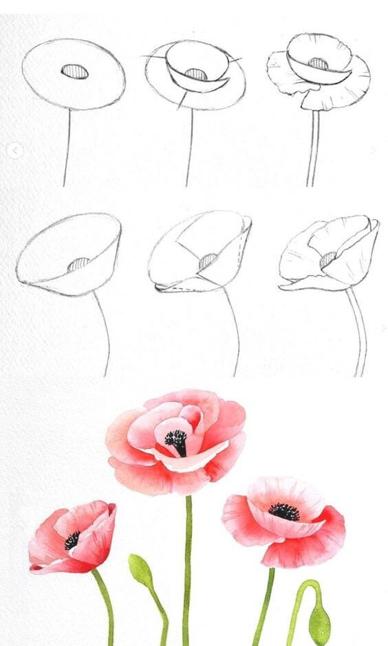 How to draw Poppy Flower idea (1)