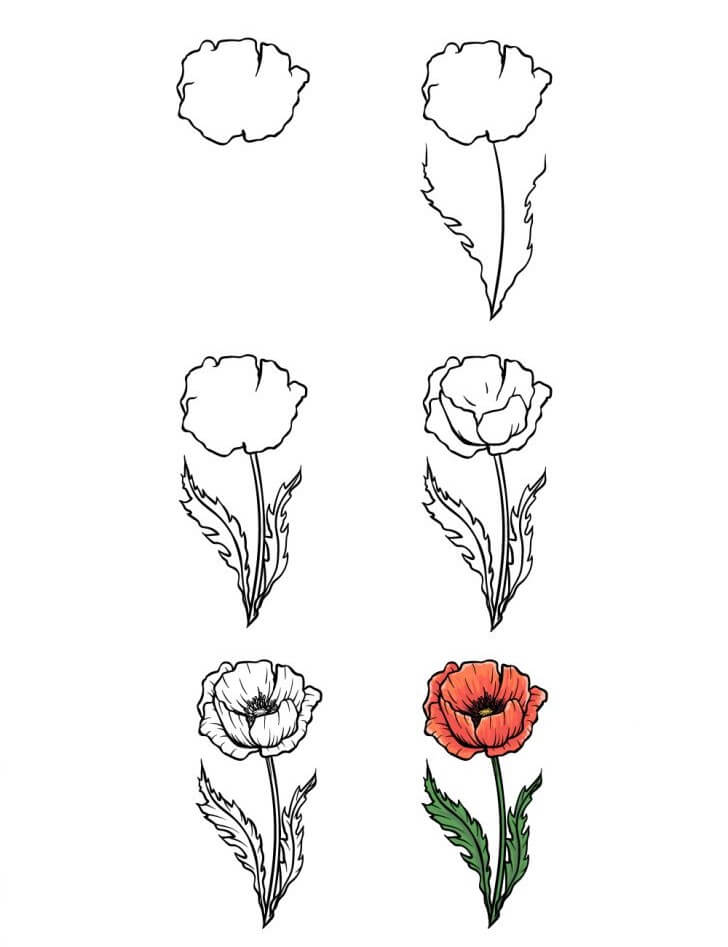 How to draw Poppy Flower idea (10)