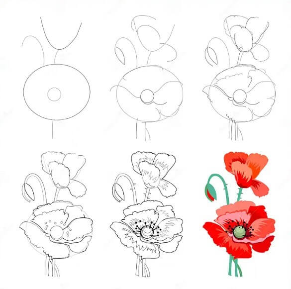 Poppy Flower idea (12) Drawing Ideas