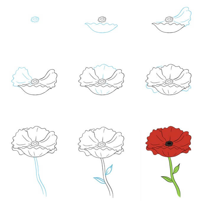 Poppy Flower Drawing Ideas