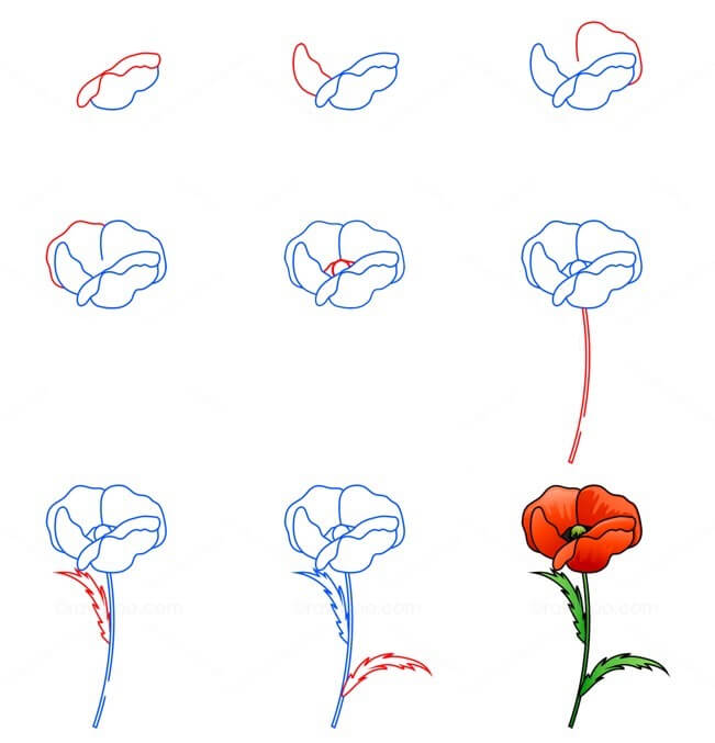 Poppy Flower idea (18) Drawing Ideas