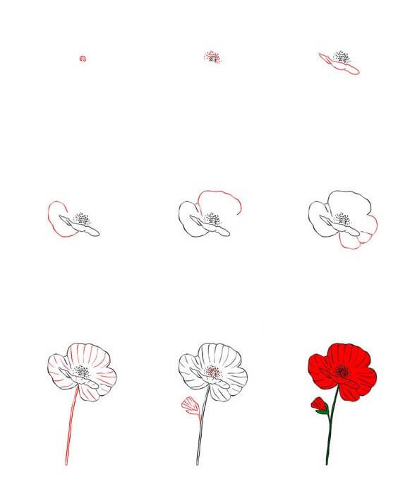 How to draw Poppy Flower idea (4)