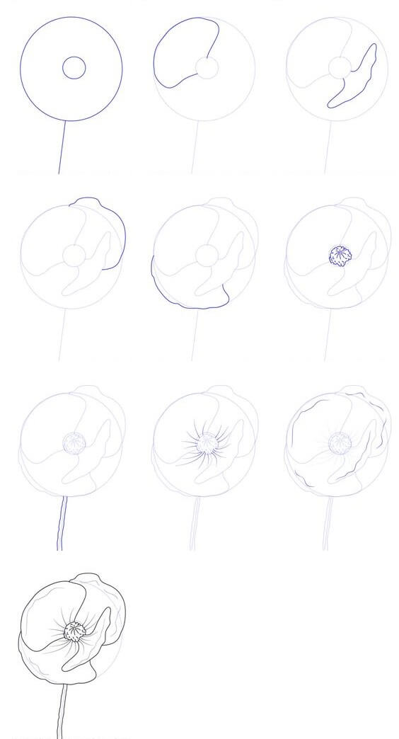 Poppy Flower idea (5) Drawing Ideas