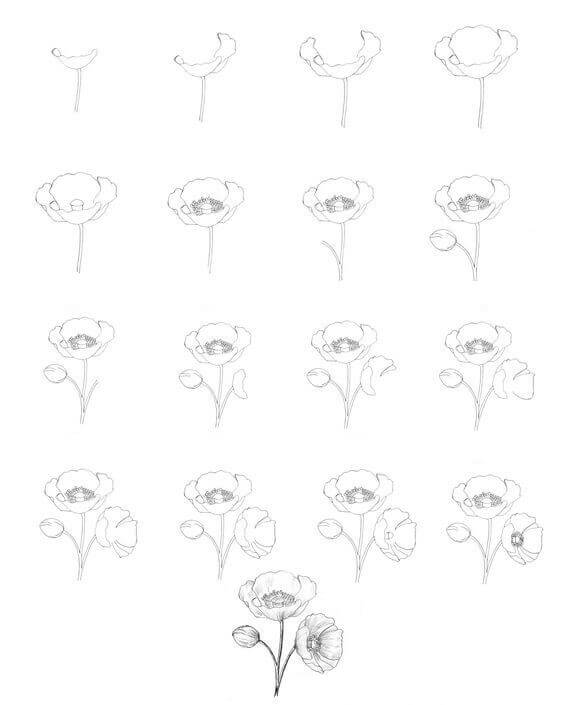 How to draw Poppy Flower idea (6)