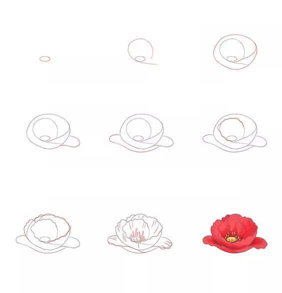 How to draw Poppy Flower idea (9)