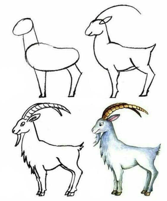 How to draw Goat idea (16)