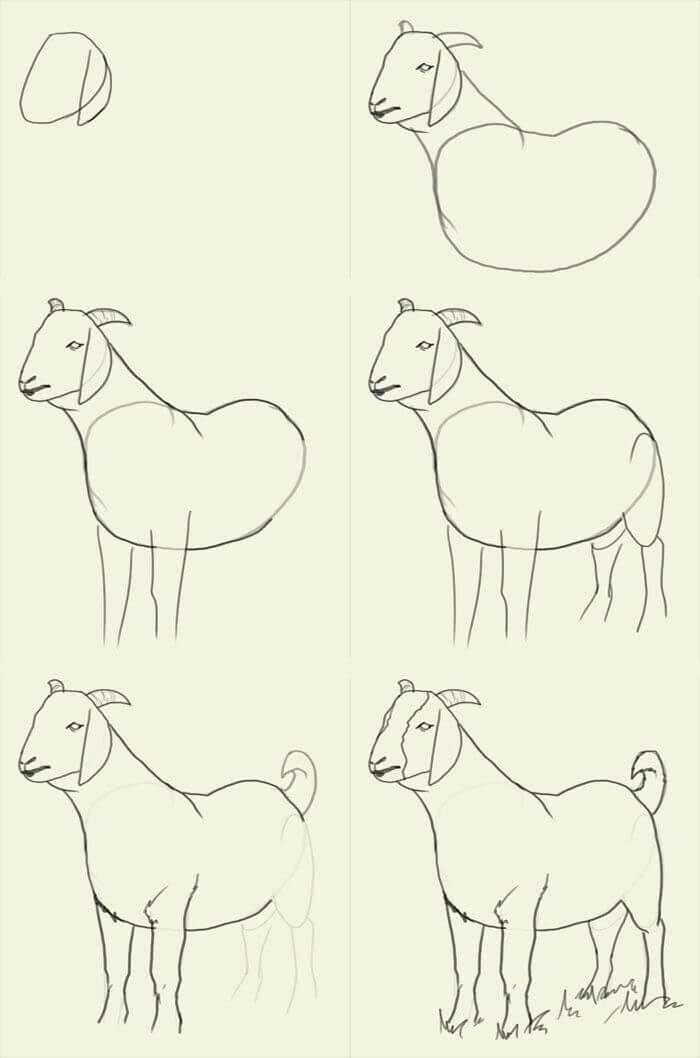 How to draw Goat idea (17)