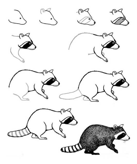 How to draw Raccoon idea (19)