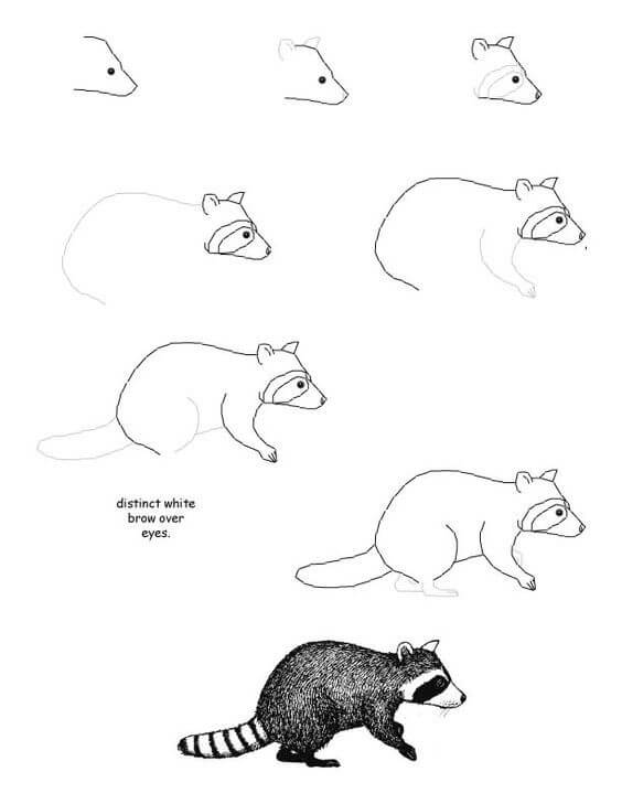 How to draw Raccoon idea (23)