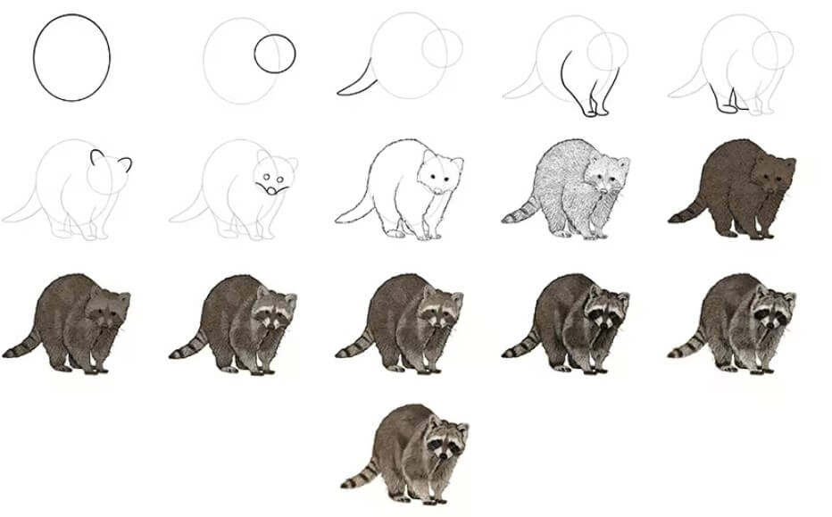 Raccoon idea (26) Drawing Ideas