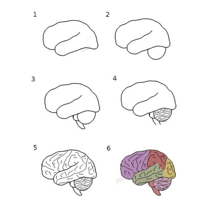 How to draw Brain idea (5)