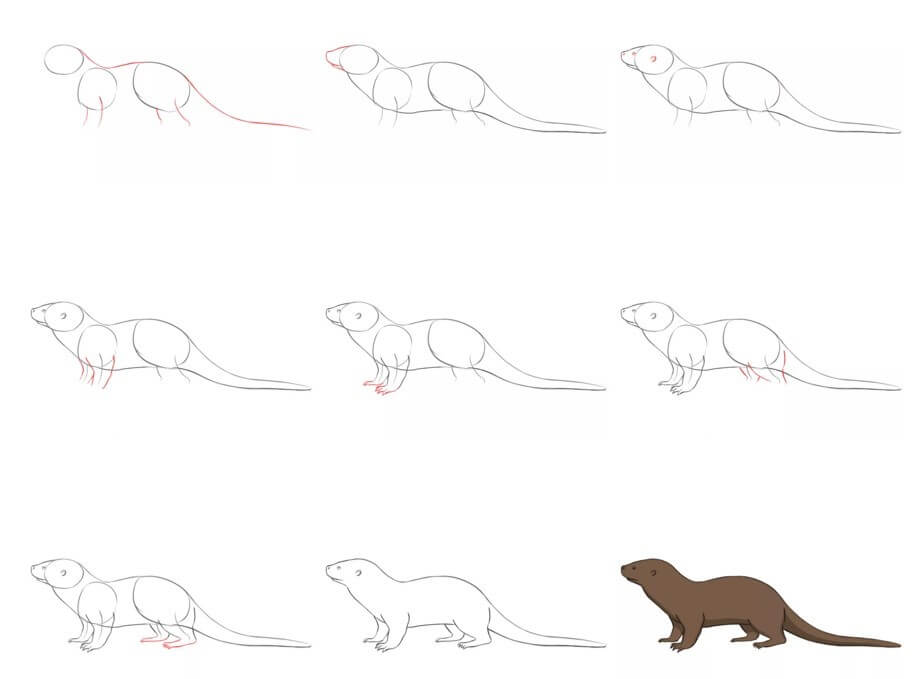 How to draw Otter idea (11)