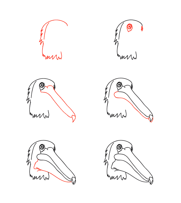 How to draw Pelican face