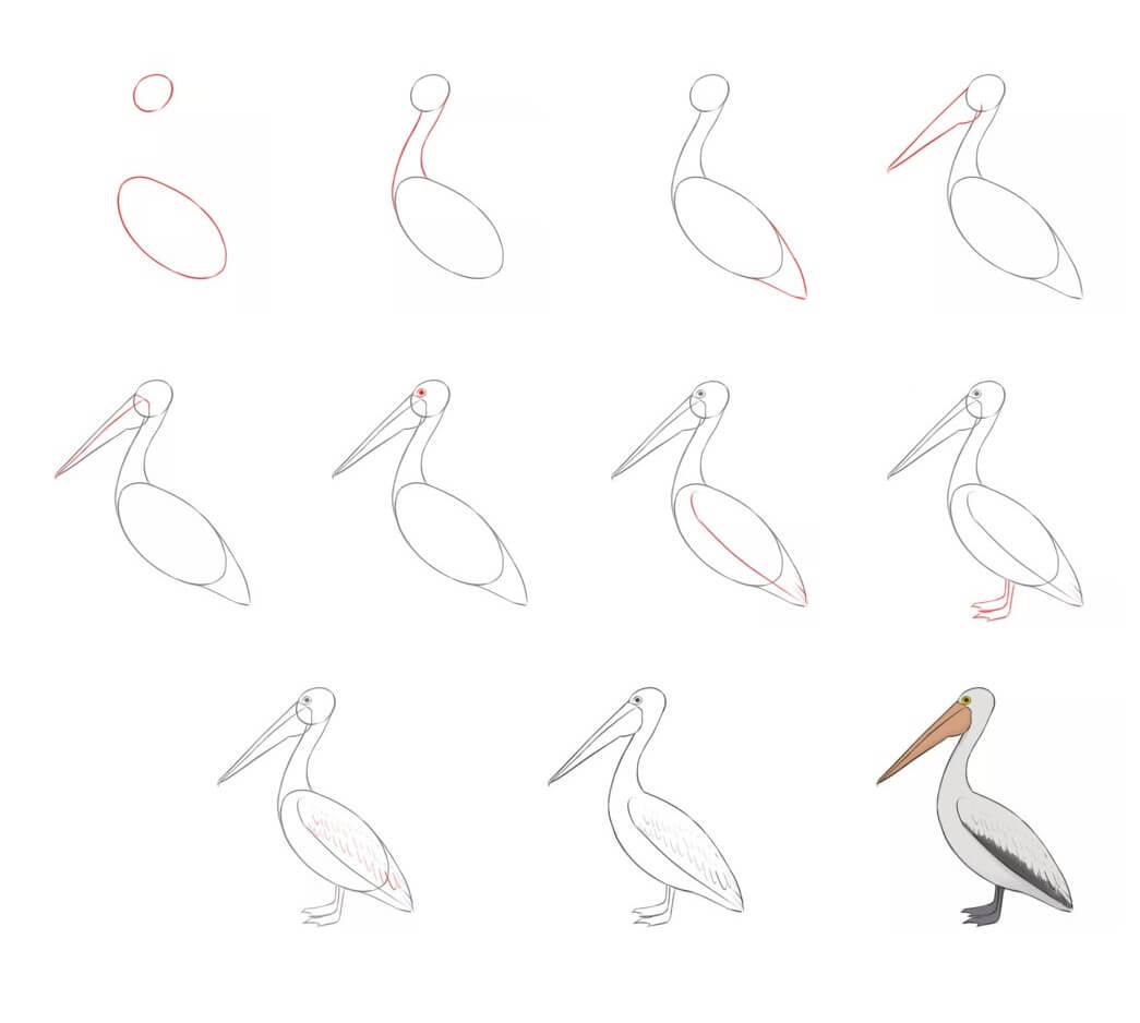 How to draw pelican idea (10)