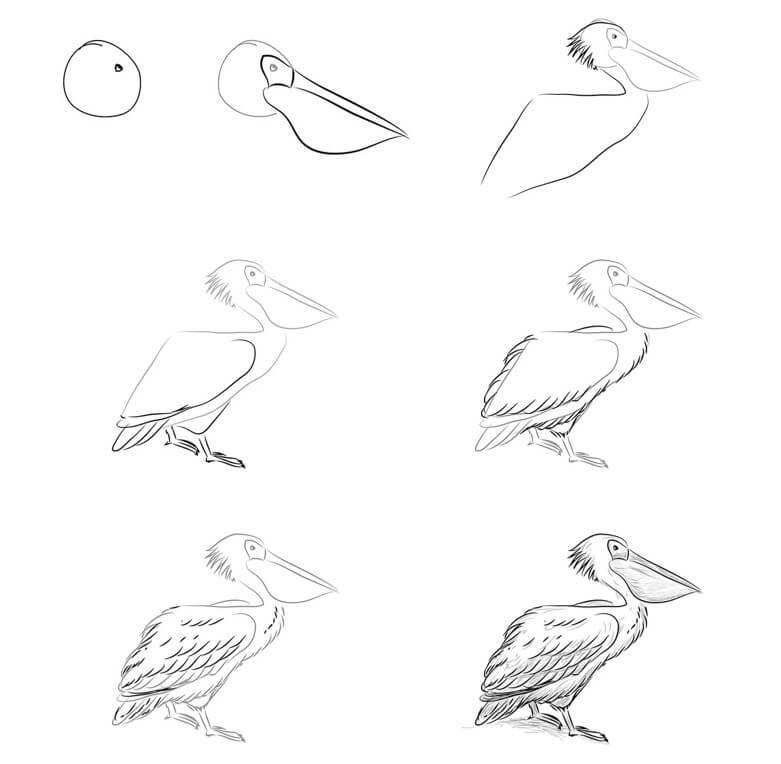 pelican idea (12) Drawing Ideas