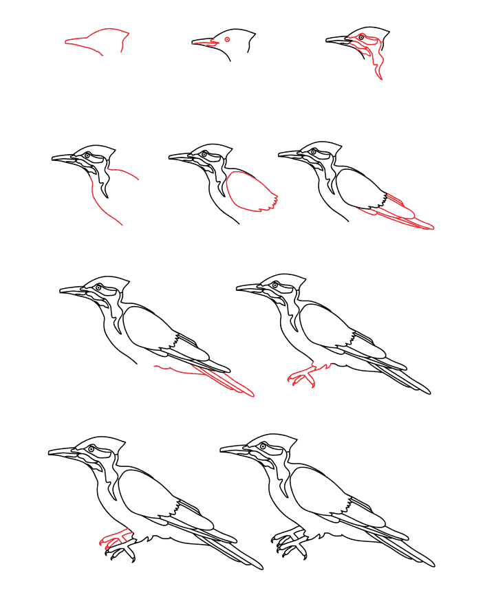 Realistic woodpecker Drawing Ideas