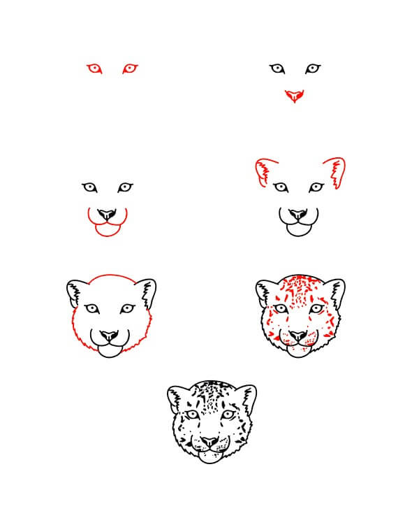 How to draw Snow Leopard face