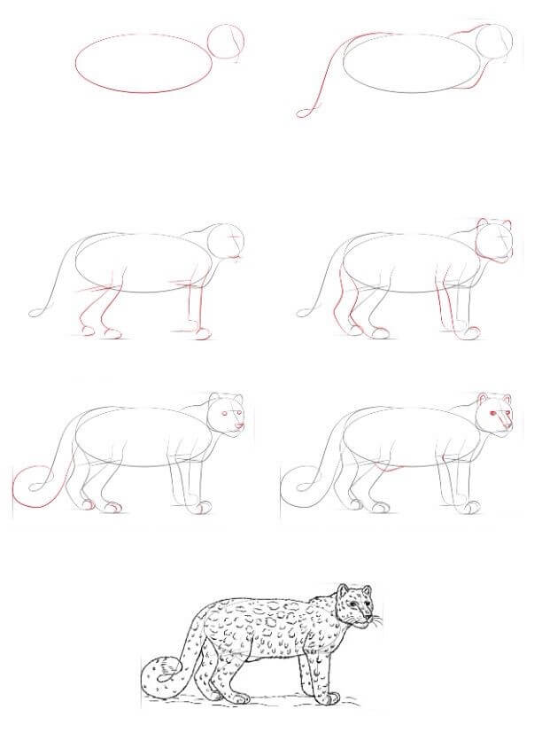 How to draw Snow Leopard idea (10)