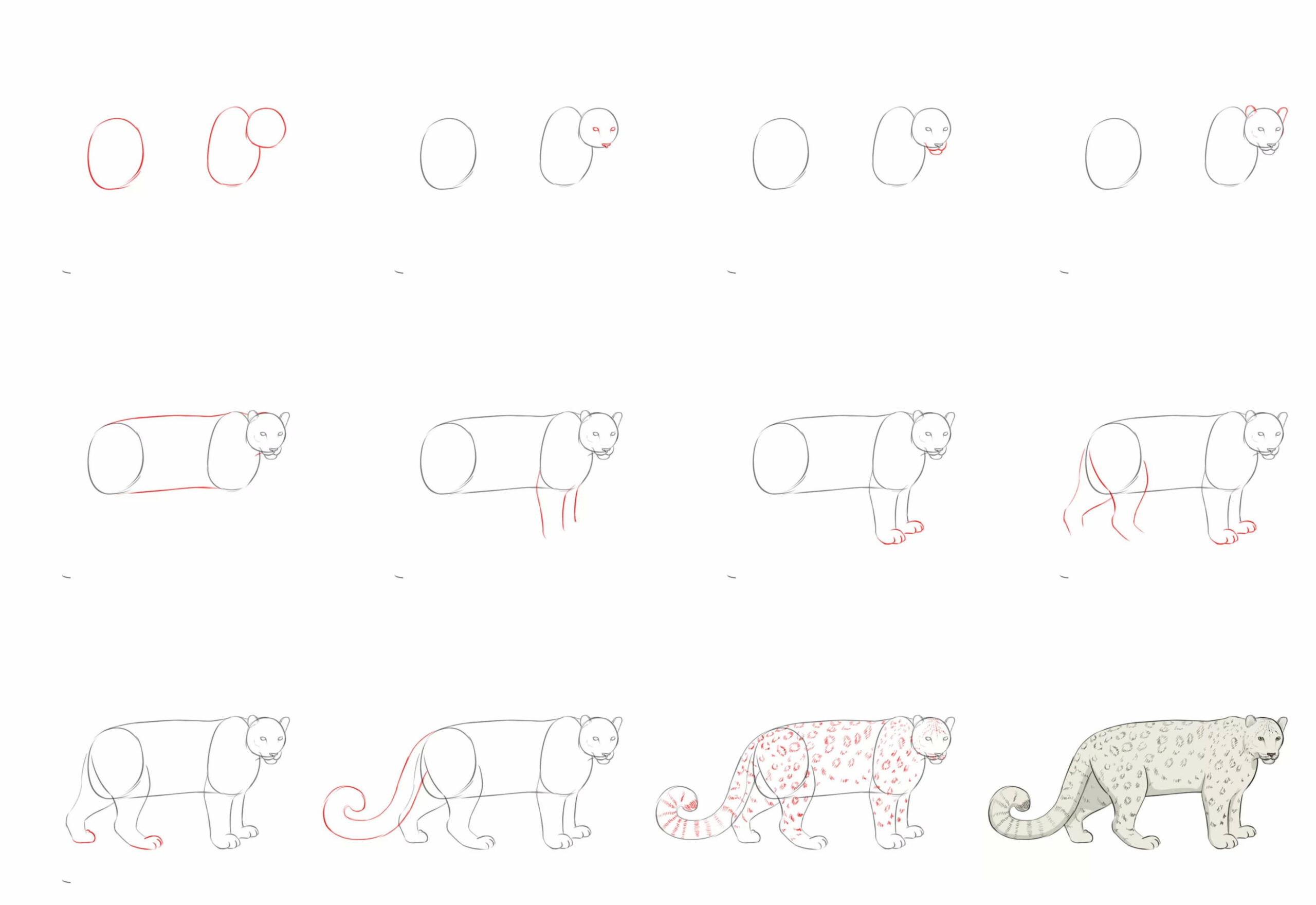 How to draw Snow Leopard idea (2)