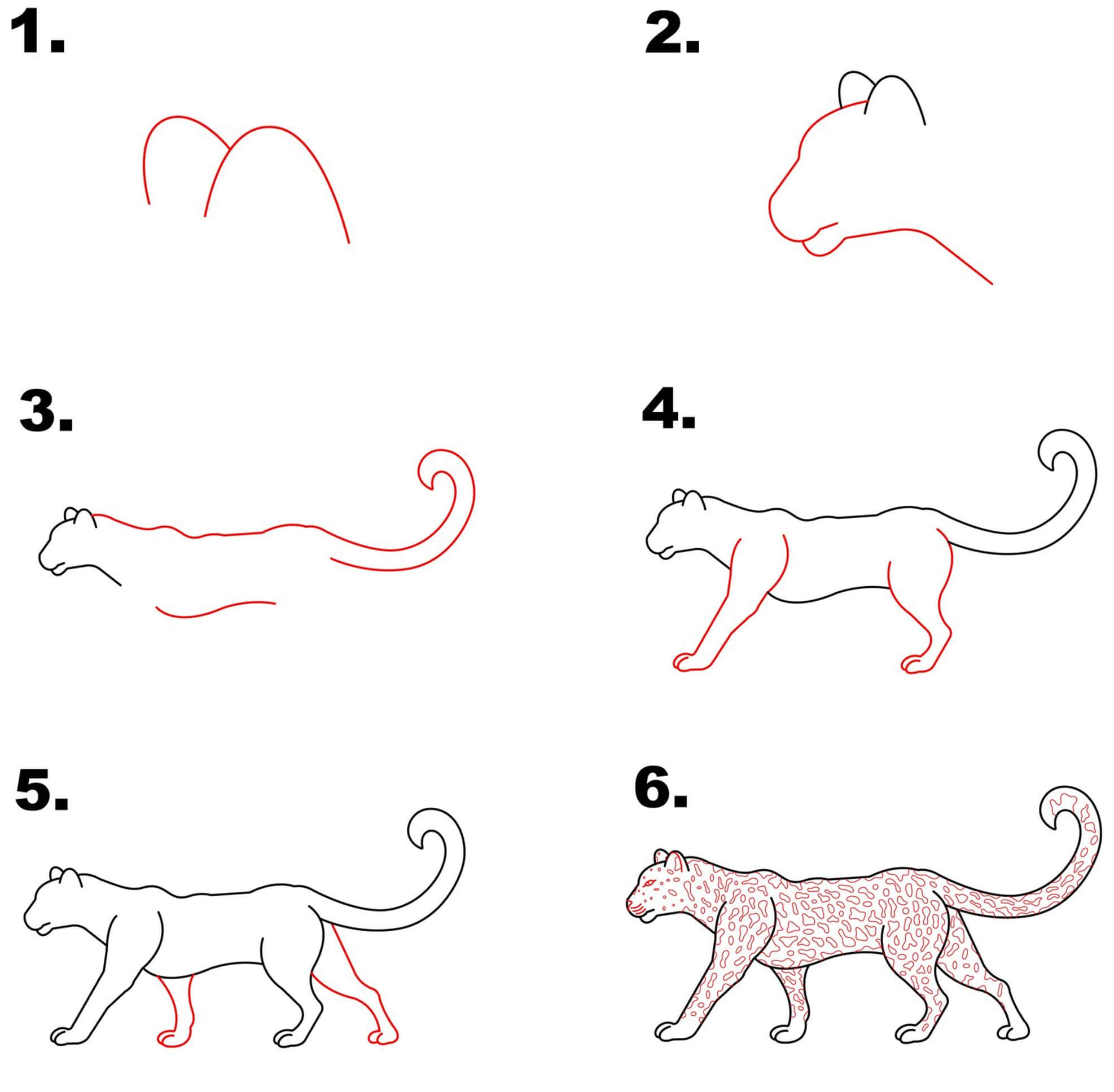 How to draw Snow Leopard idea (3)