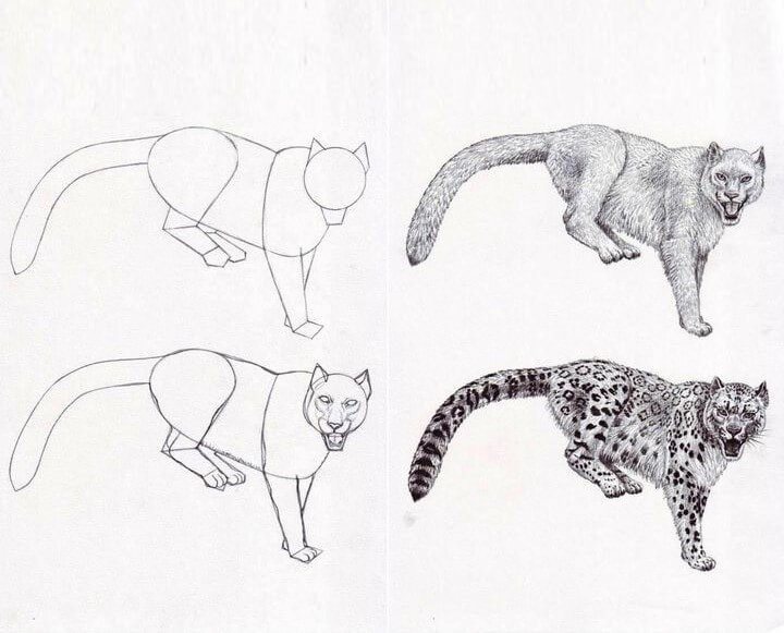 How to draw Snow Leopard idea (9)