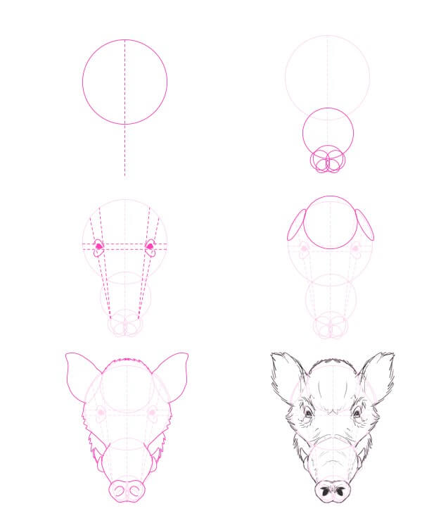 How to draw Wild boar (10)