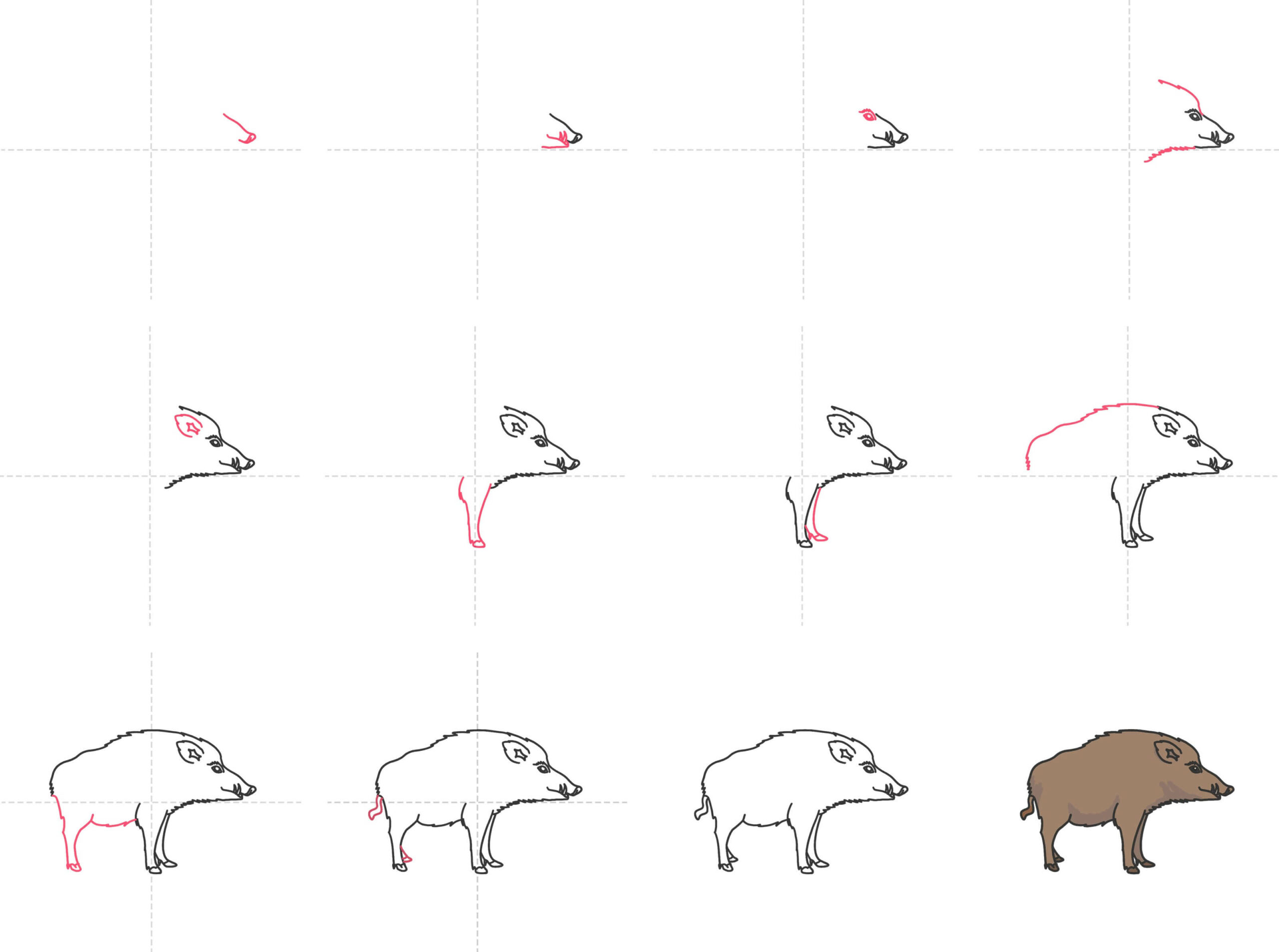 How to draw Wild boar (3)