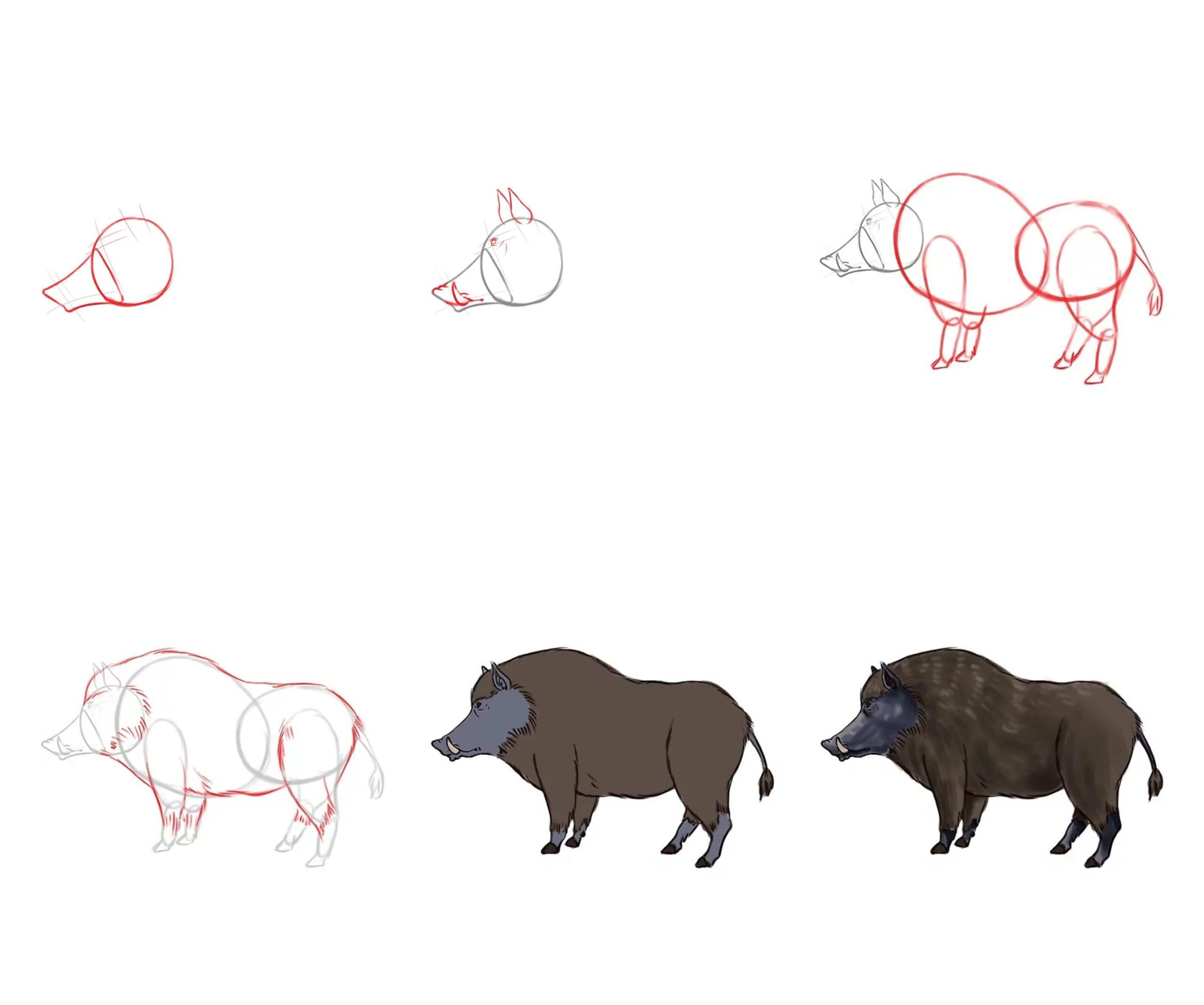 How to draw Wild boar (4)