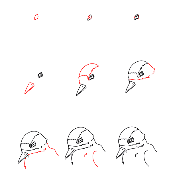 How to draw Woodpecker head