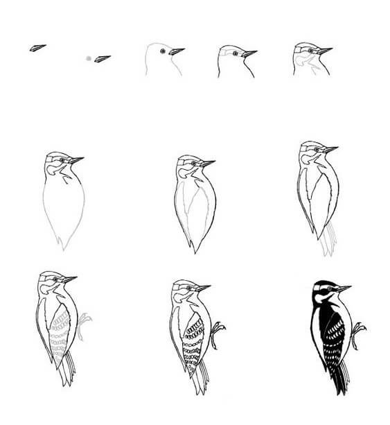 Woodpecker idea (4) Drawing Ideas